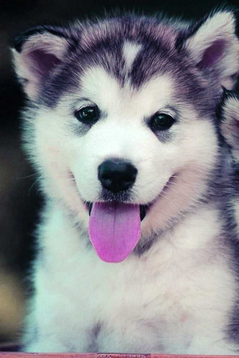 Detail Dog Images Download Nomer 51