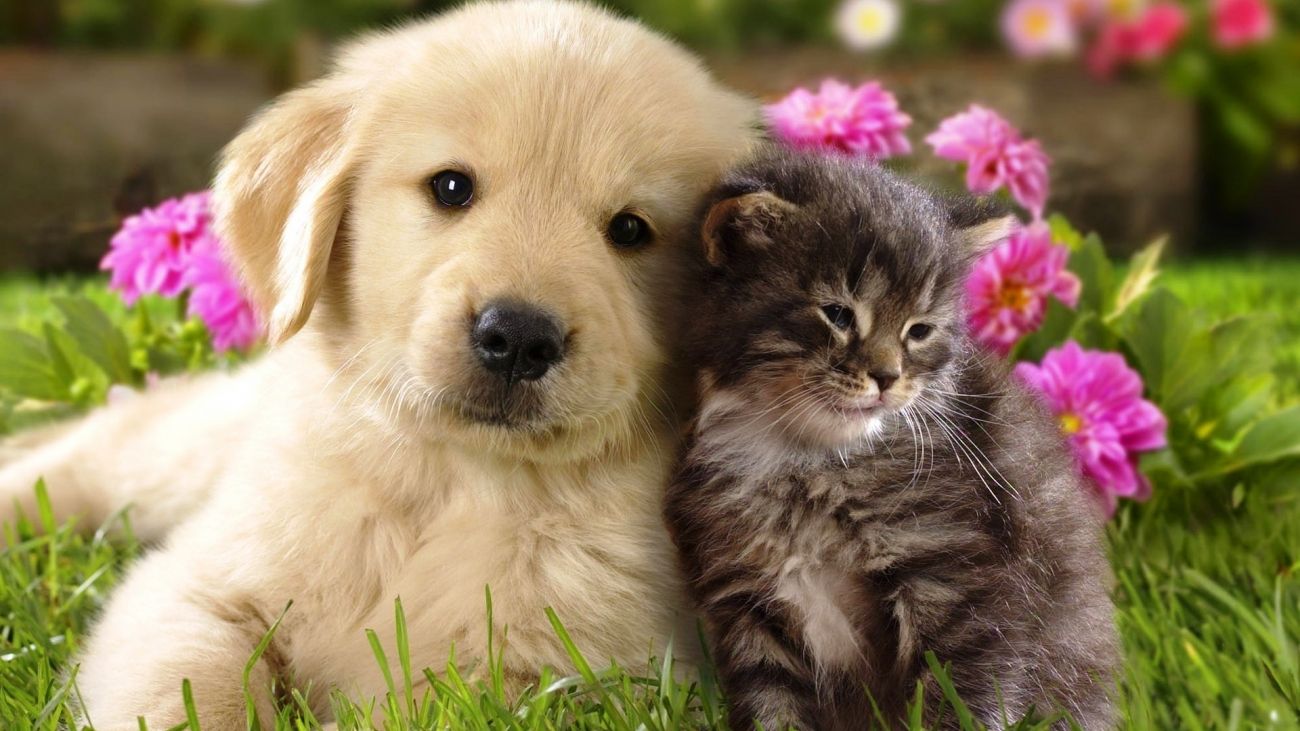 Detail Dog Images Download Nomer 54