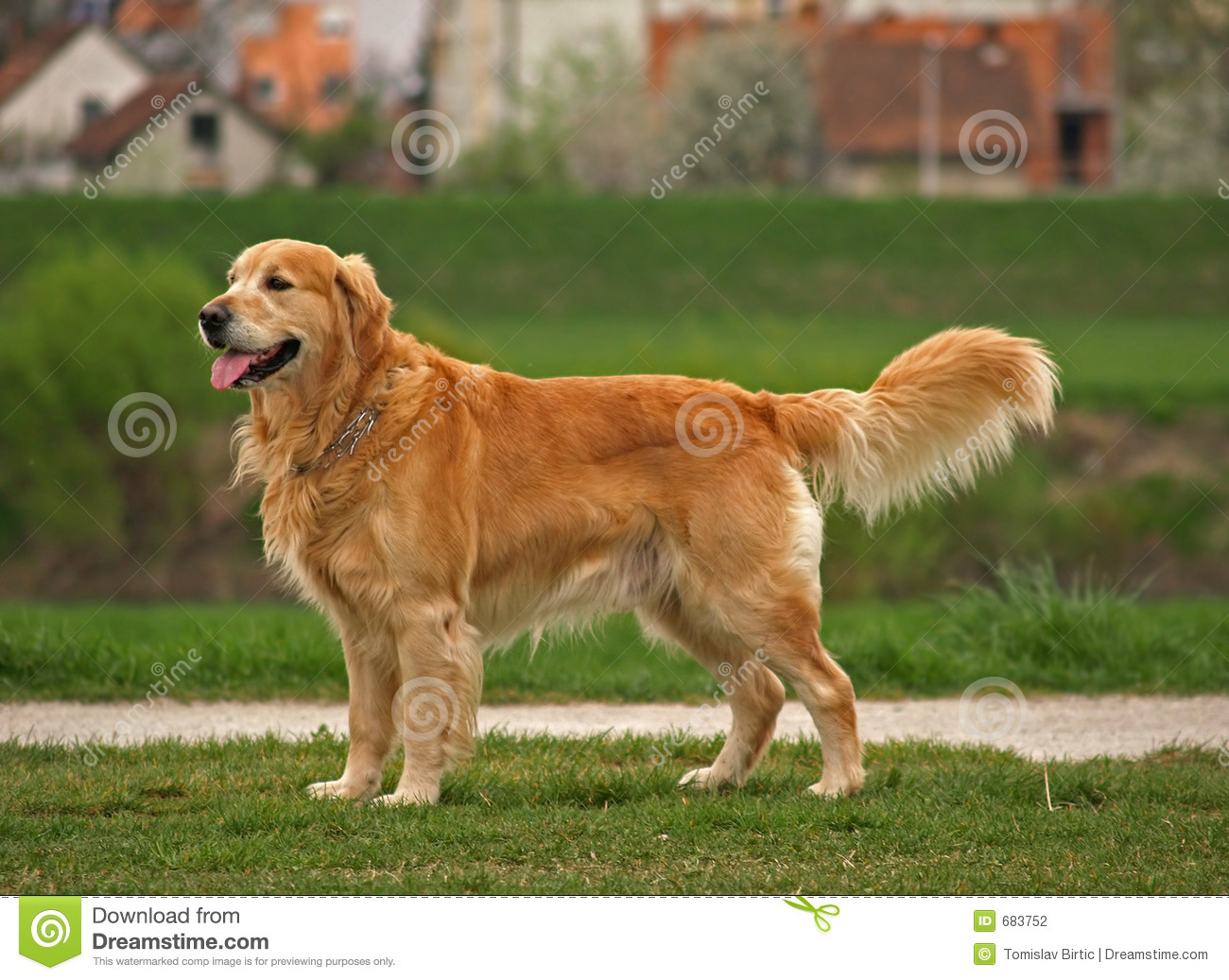 Detail Dog Images Download Nomer 55