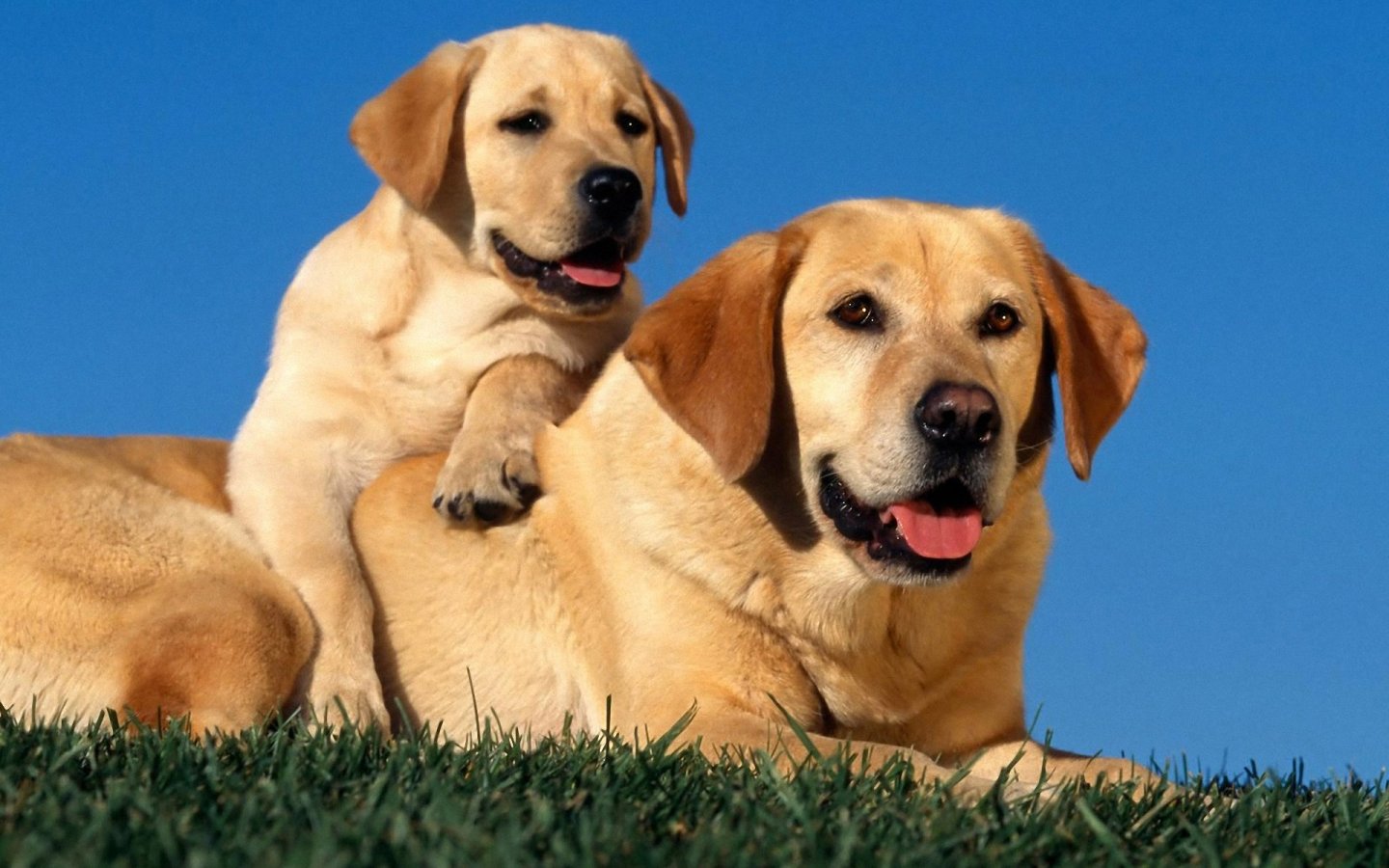 Detail Dog Images Download Nomer 56