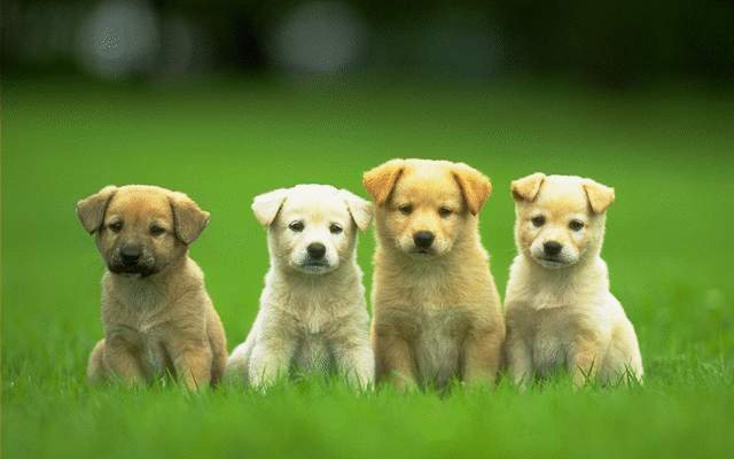 Detail Dog Images Download Nomer 8