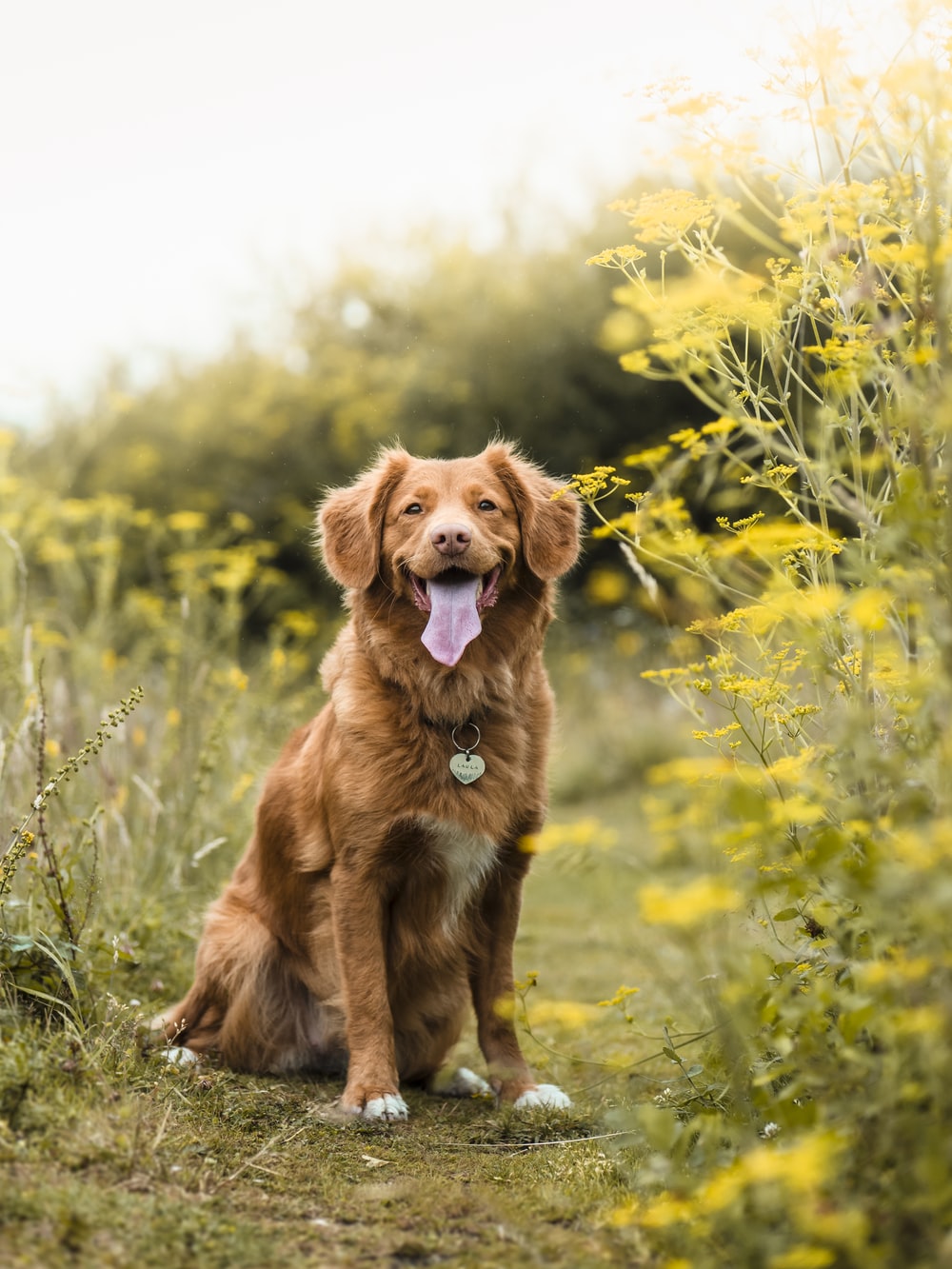 Detail Dog Images Download Nomer 9