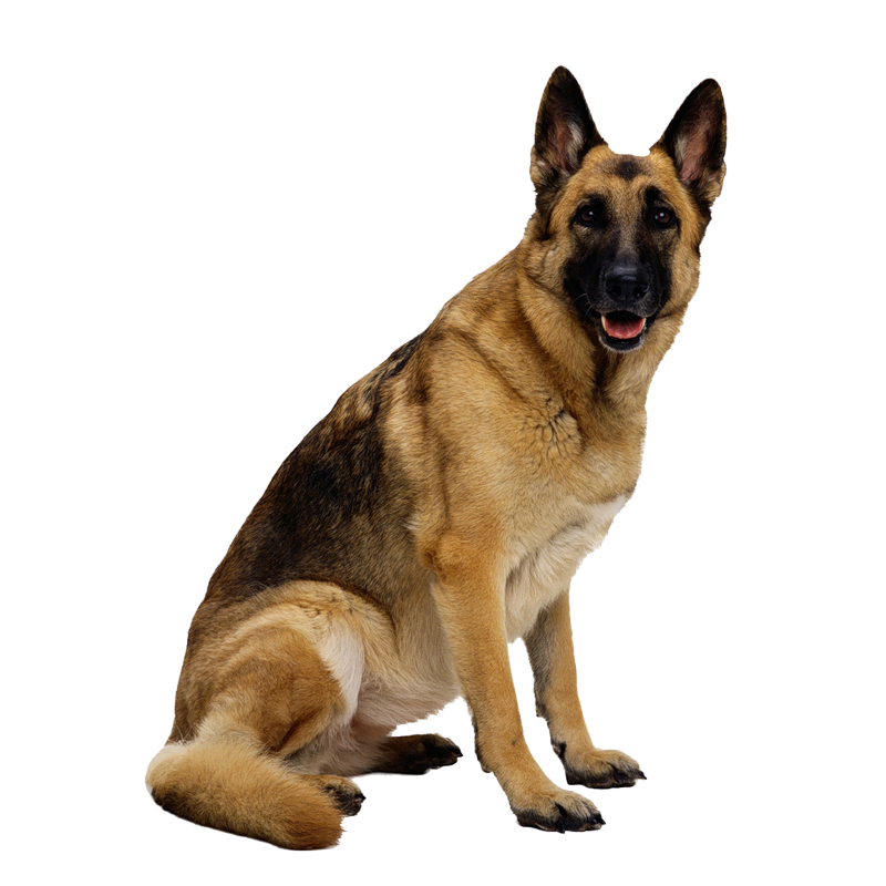 Detail Dog Images Download Nomer 10