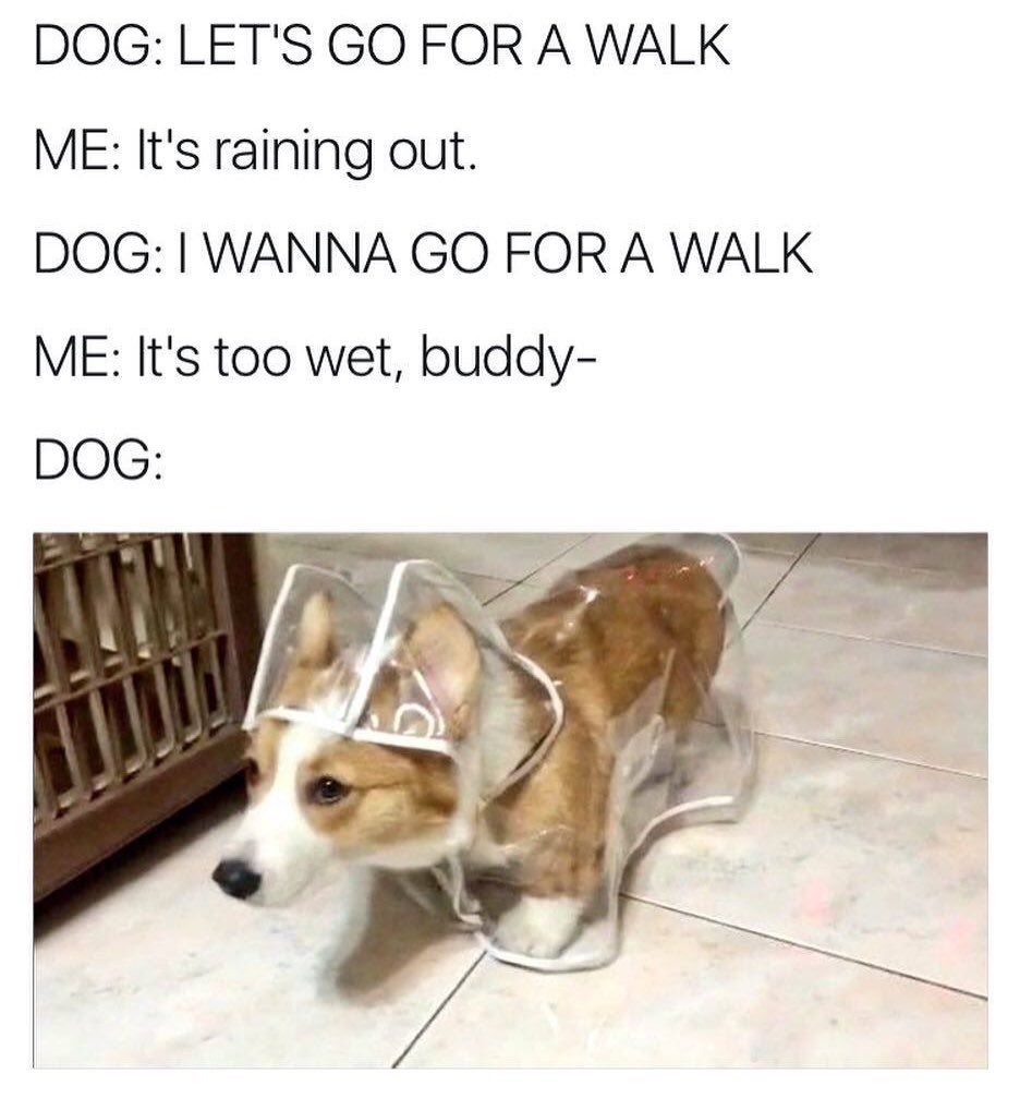 Dog In Raincoat Meme - KibrisPDR