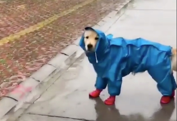 Detail Dog In Raincoat Meme Nomer 11