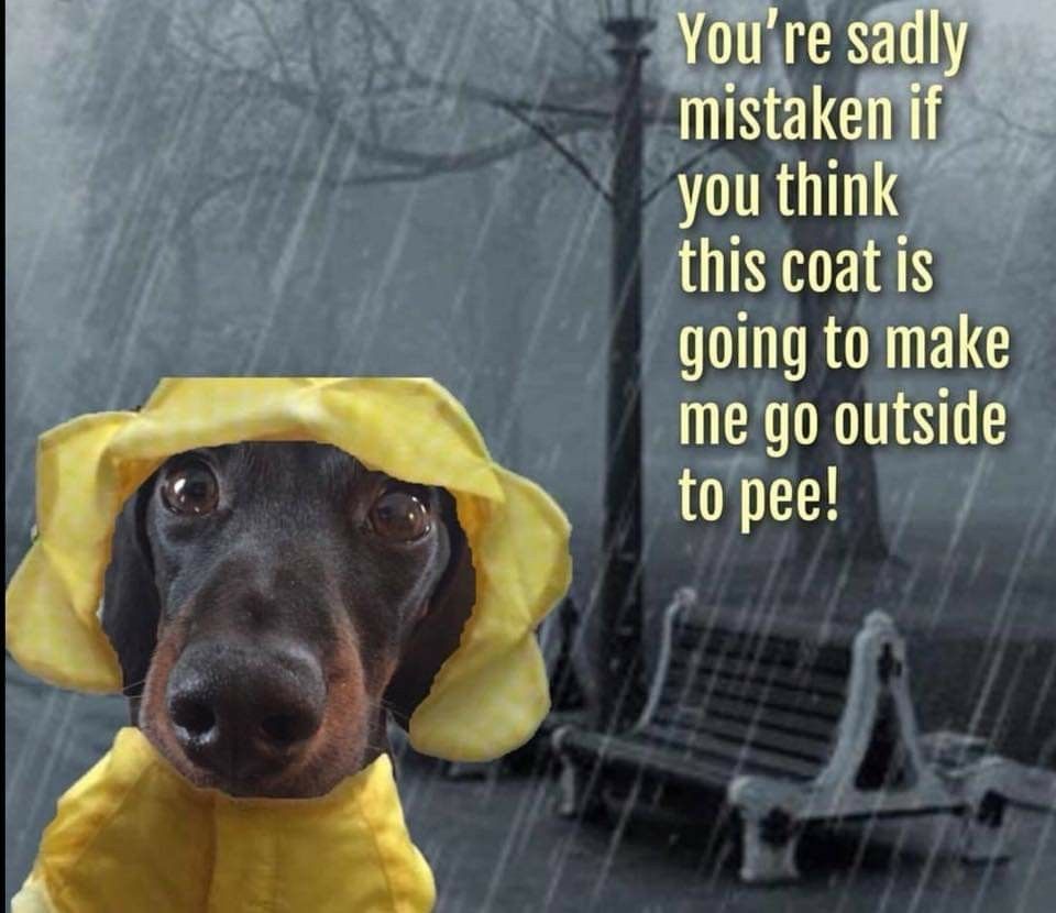 Detail Dog In Raincoat Meme Nomer 19