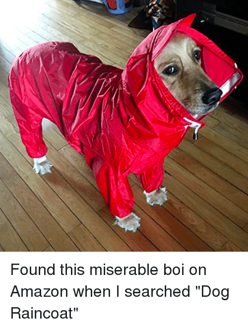 Detail Dog In Raincoat Meme Nomer 22