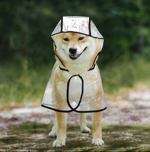 Detail Dog In Raincoat Meme Nomer 24