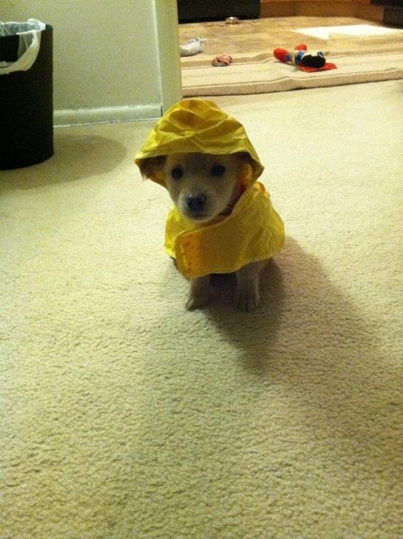 Detail Dog In Raincoat Meme Nomer 27