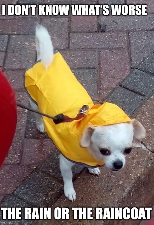 Detail Dog In Raincoat Meme Nomer 32