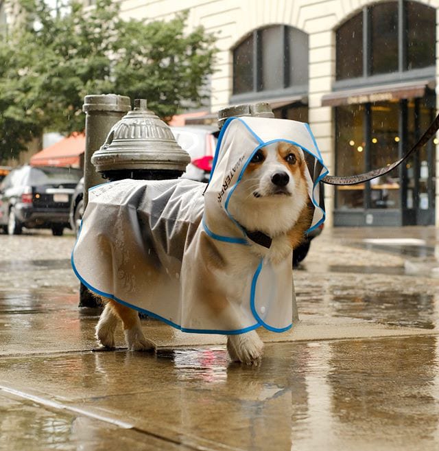 Detail Dog In Raincoat Meme Nomer 39