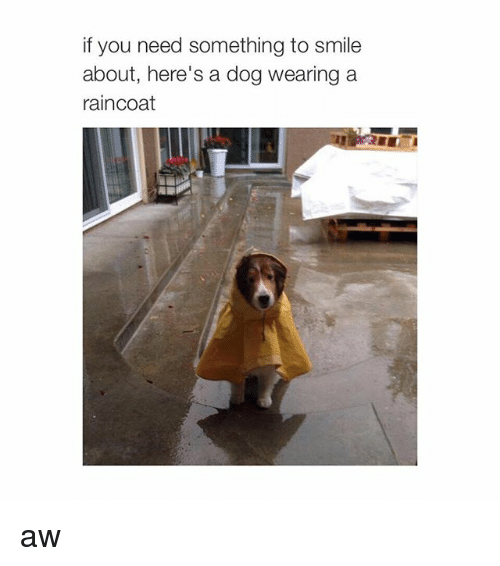 Detail Dog In Raincoat Meme Nomer 6