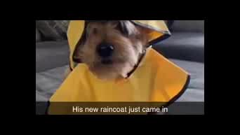 Detail Dog In Raincoat Meme Nomer 49