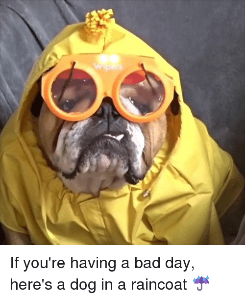 Detail Dog In Raincoat Meme Nomer 8