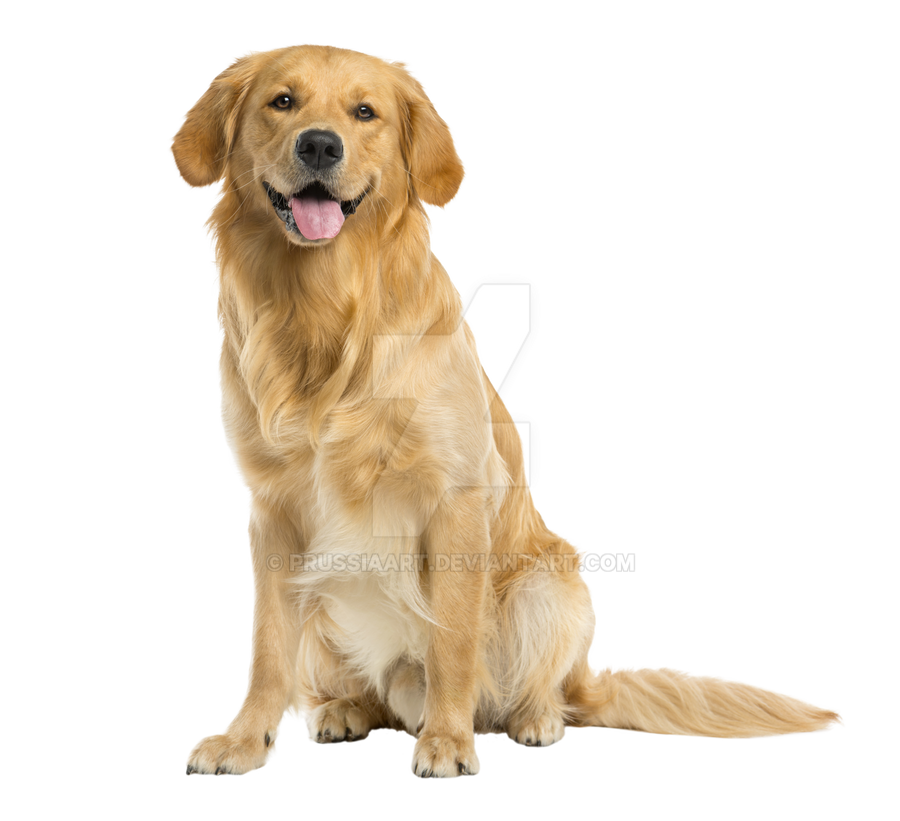 Detail Dog On Transparent Background Nomer 6