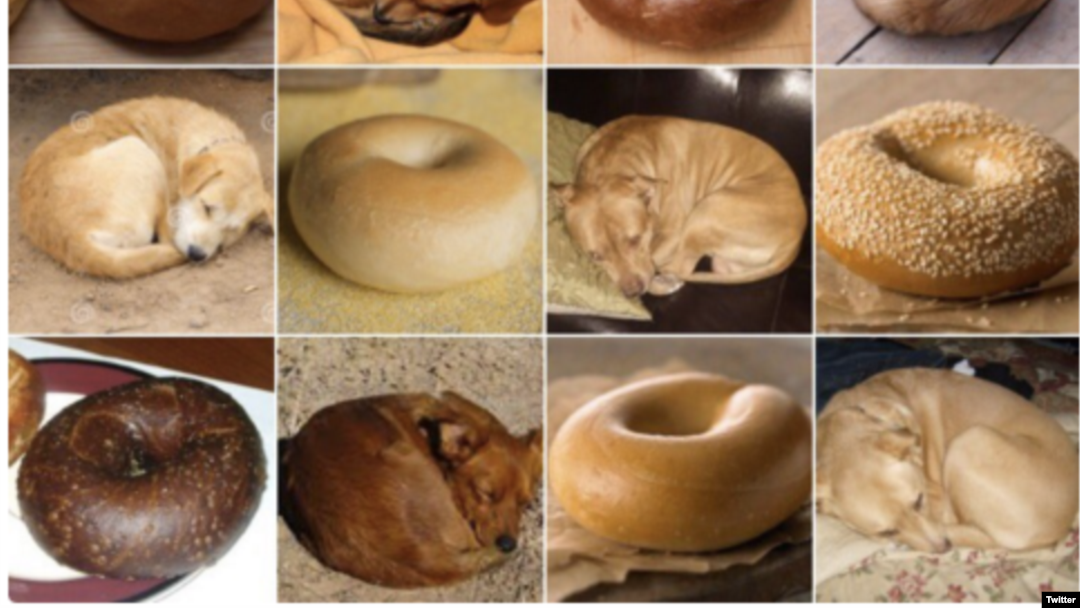 Detail Dog Or Bagel Meme Nomer 37