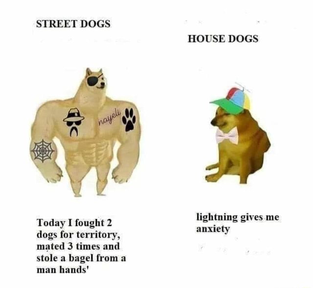 Detail Dog Or Bagel Meme Nomer 38