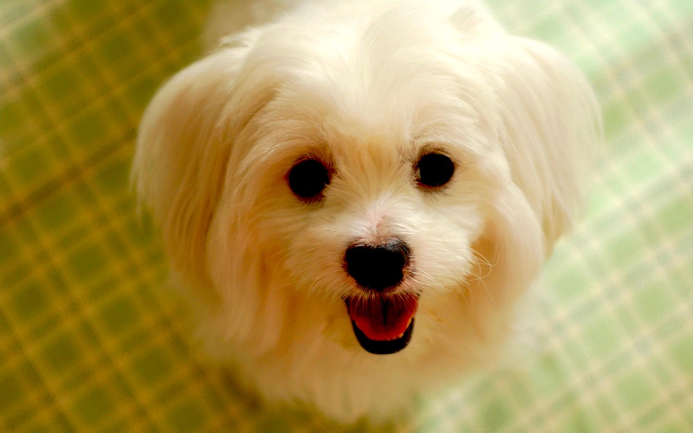 Detail Dog Photo Download Nomer 14