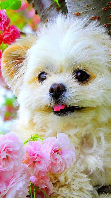 Detail Dog Photo Download Nomer 31