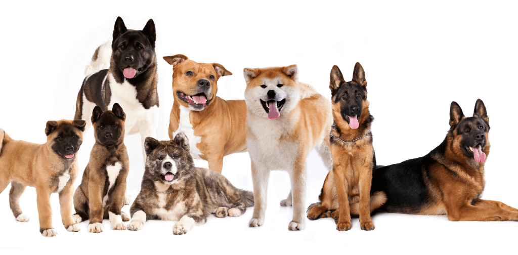 Detail Dog Photos Free Download Nomer 13