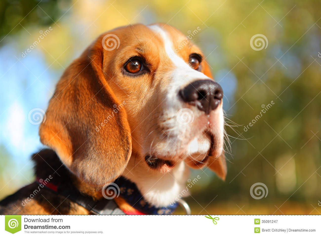 Detail Dog Photos Free Download Nomer 51