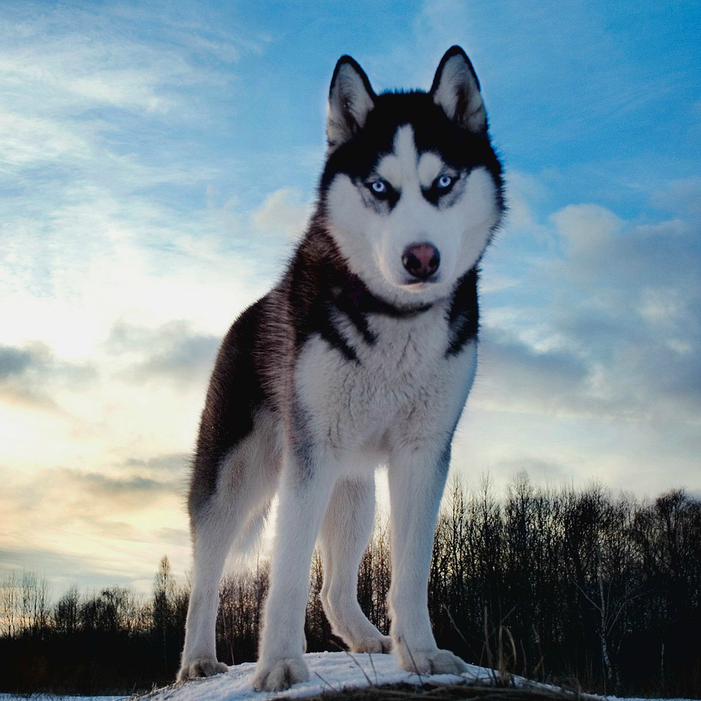 Detail Dog Pictures Husky Nomer 16