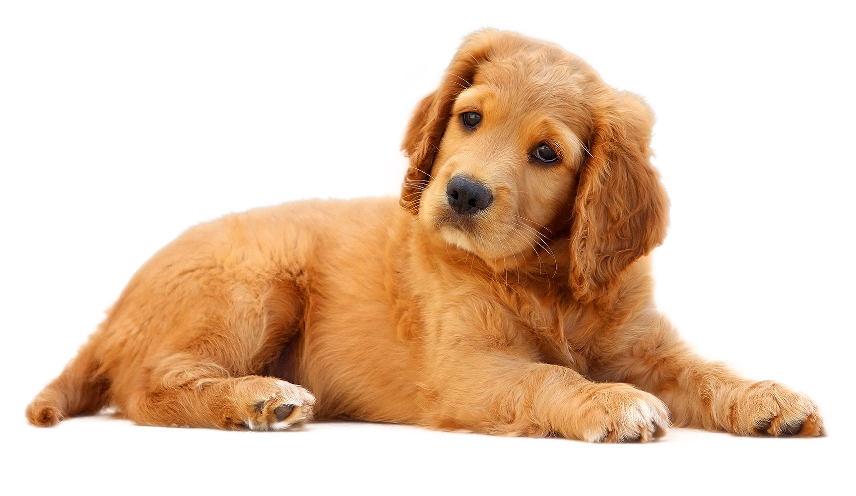 Detail Dog Png Images Nomer 3