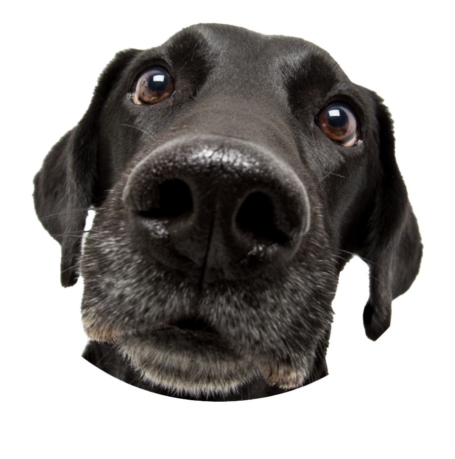 Detail Dog Png Images Nomer 21