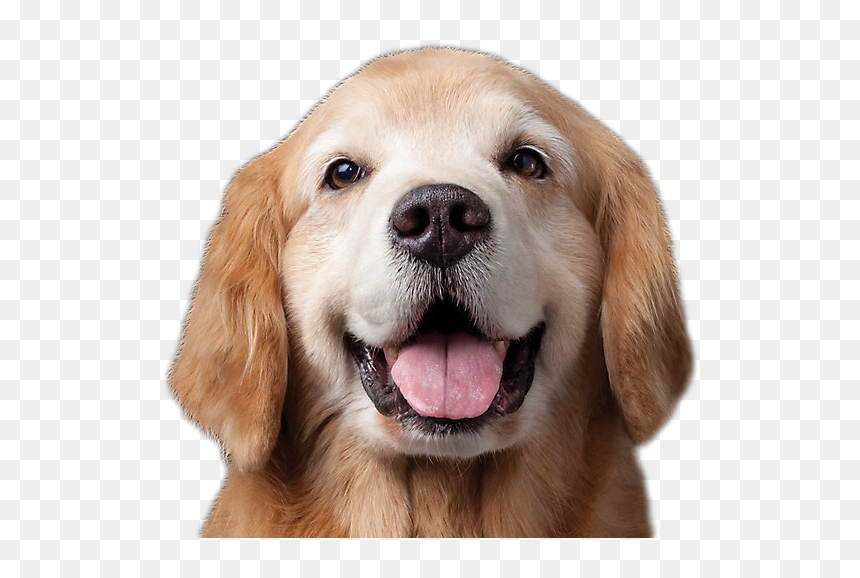 Detail Dog Png Images Nomer 30