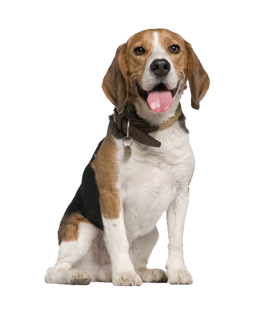 Detail Dog Png Images Nomer 37