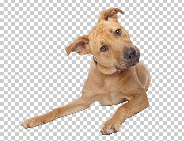 Detail Dog Png Images Nomer 40