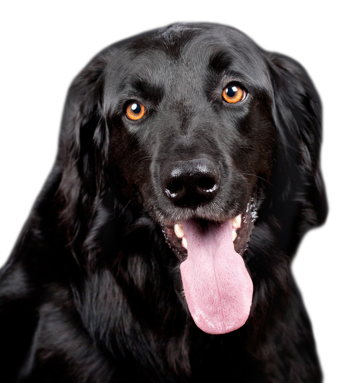 Detail Dog Png Images Nomer 44