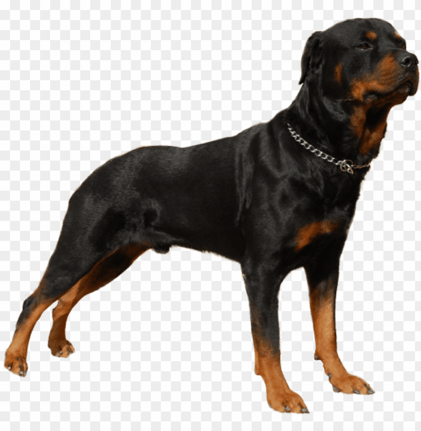 Detail Dog Png Images Nomer 48