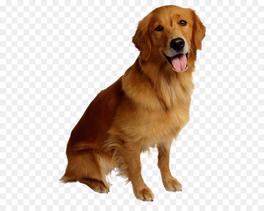 Detail Dog Png Images Nomer 49