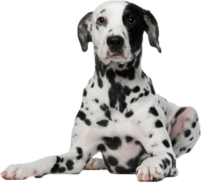 Detail Dog Png Images Nomer 51