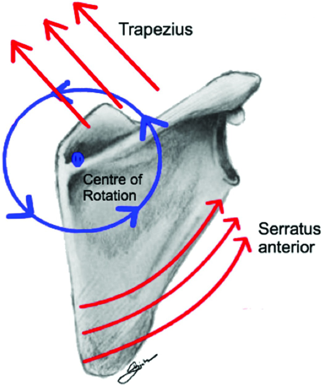 Detail Fossa Infraclavicularis Nomer 10