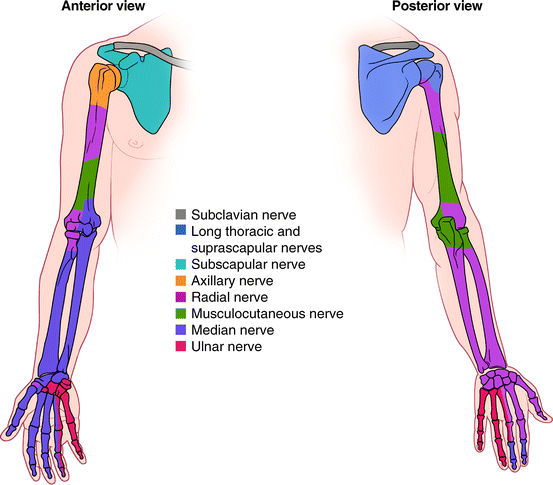 Detail Fossa Infraclavicularis Nomer 8