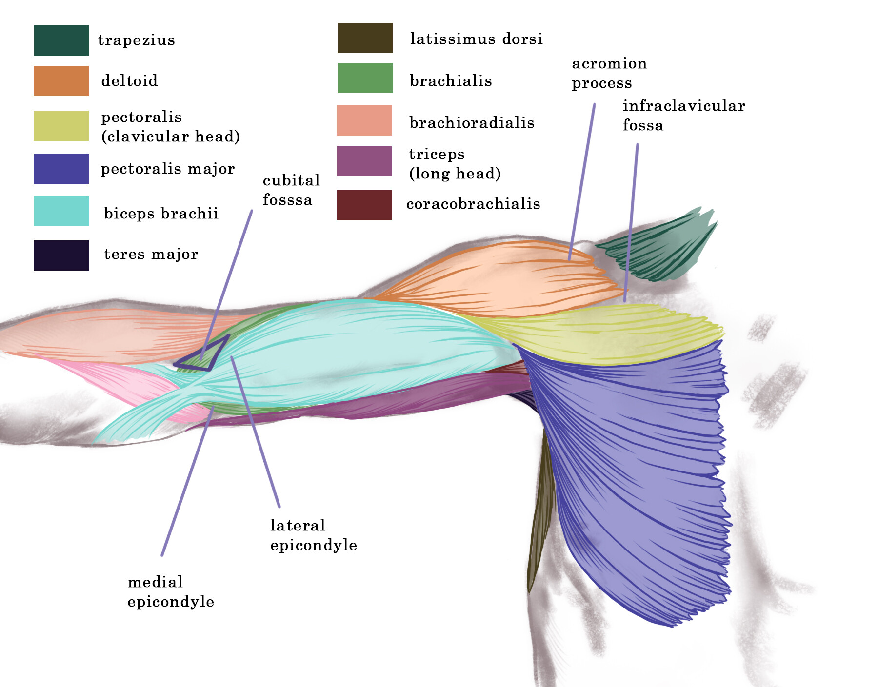 Detail Fossa Infraclavicularis Nomer 9