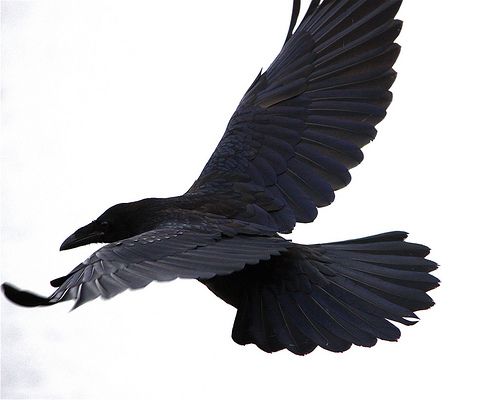 Detail Raven Flying Nomer 15