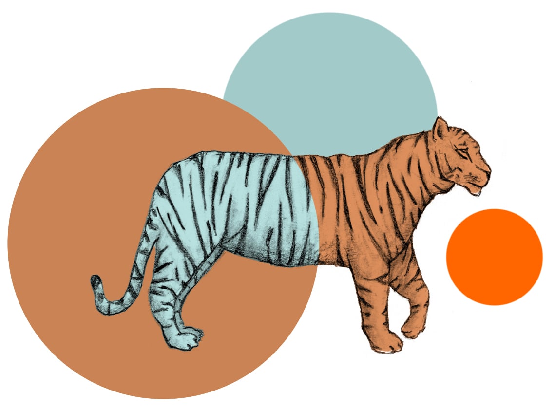 Detail Tiger Intelligence Nomer 5