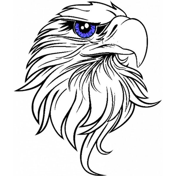 Detail Zeichnen Adler Nomer 13