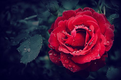 Detail Rose Hd Wallpaper Nomer 50