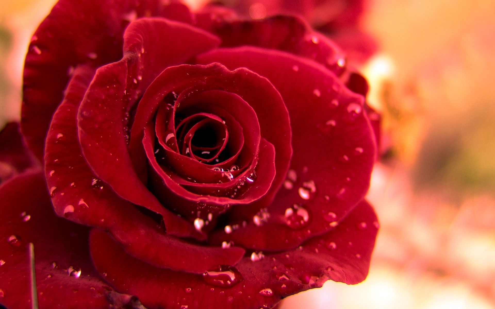 Detail Rose Image Download Nomer 32