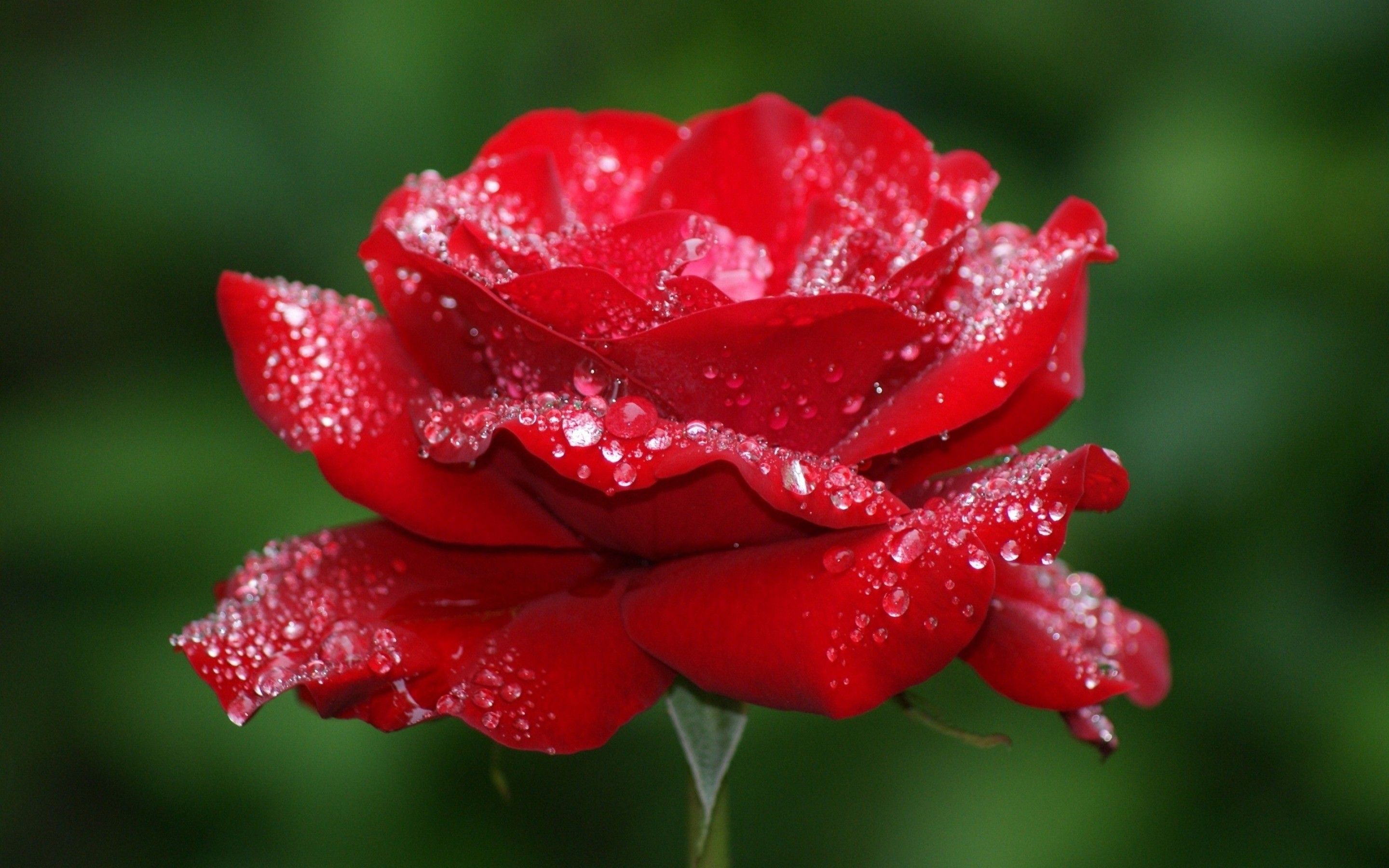 Detail Rose Image Download Nomer 49