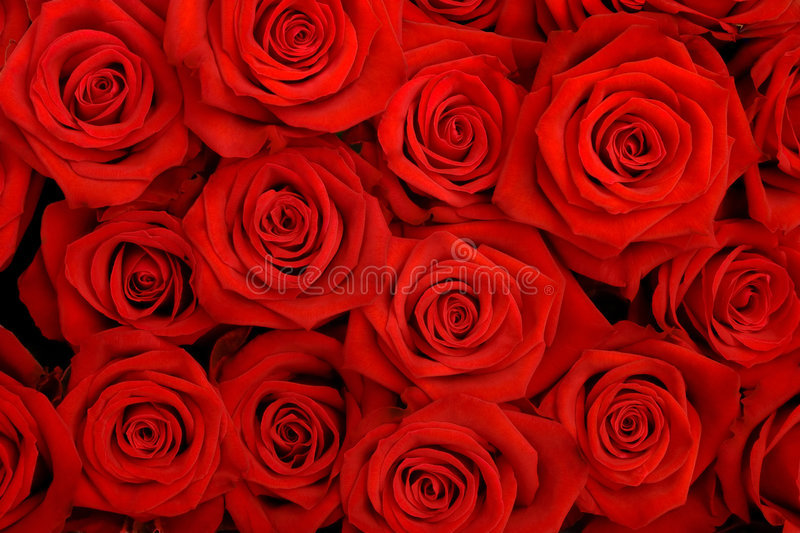 Detail Rose Image Free Nomer 39