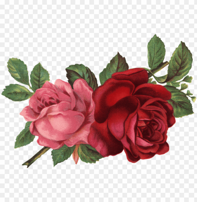 Detail Rose Image Png Nomer 29