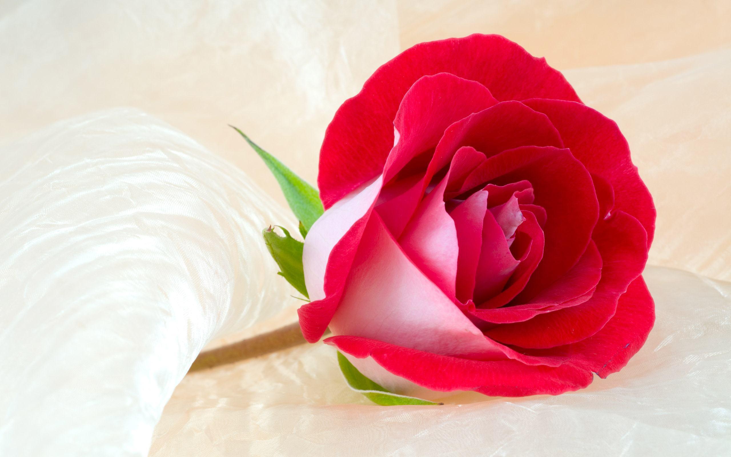 Detail Rose Images Download Nomer 35