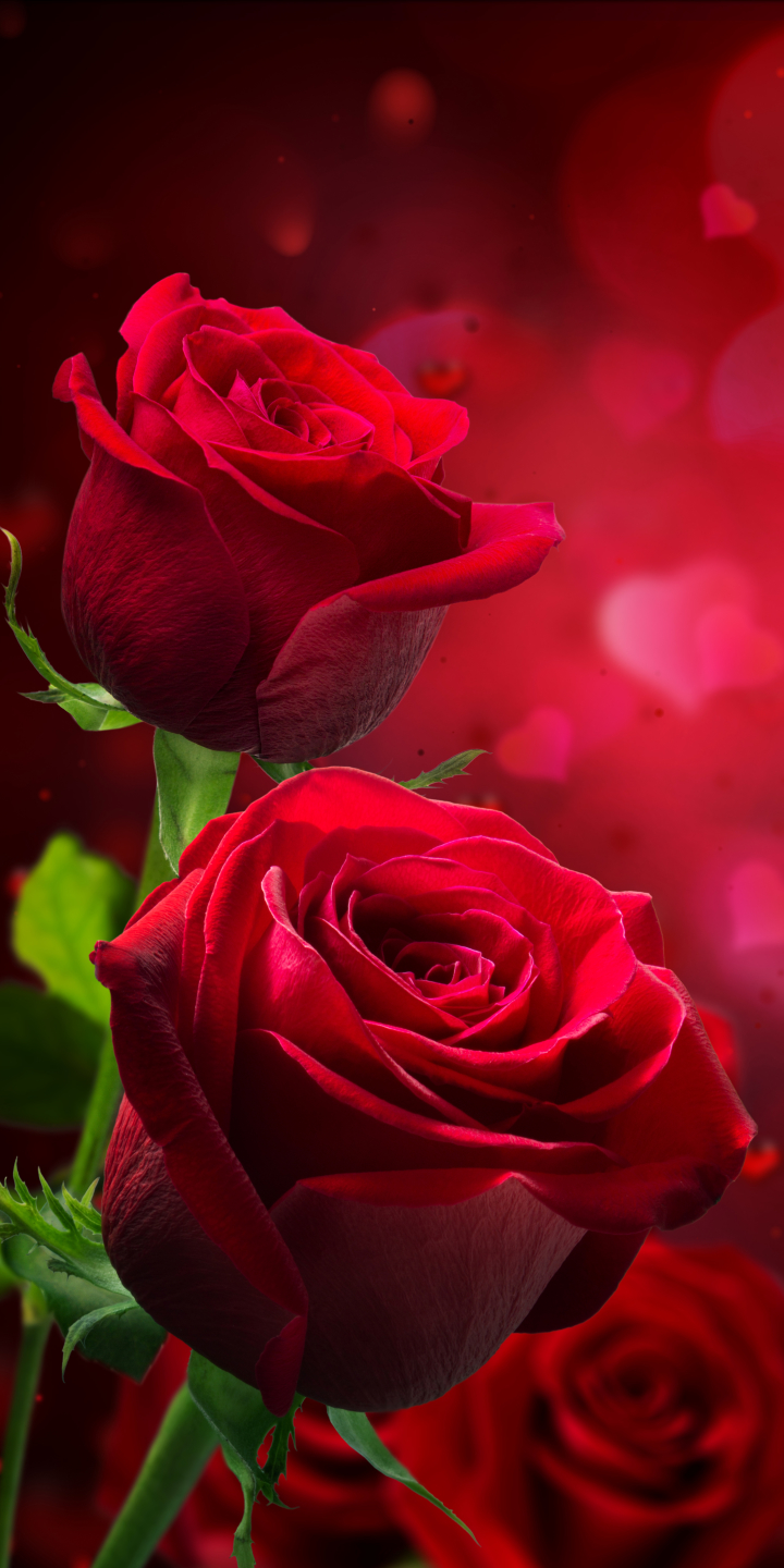 Detail Rose Images Download Nomer 43