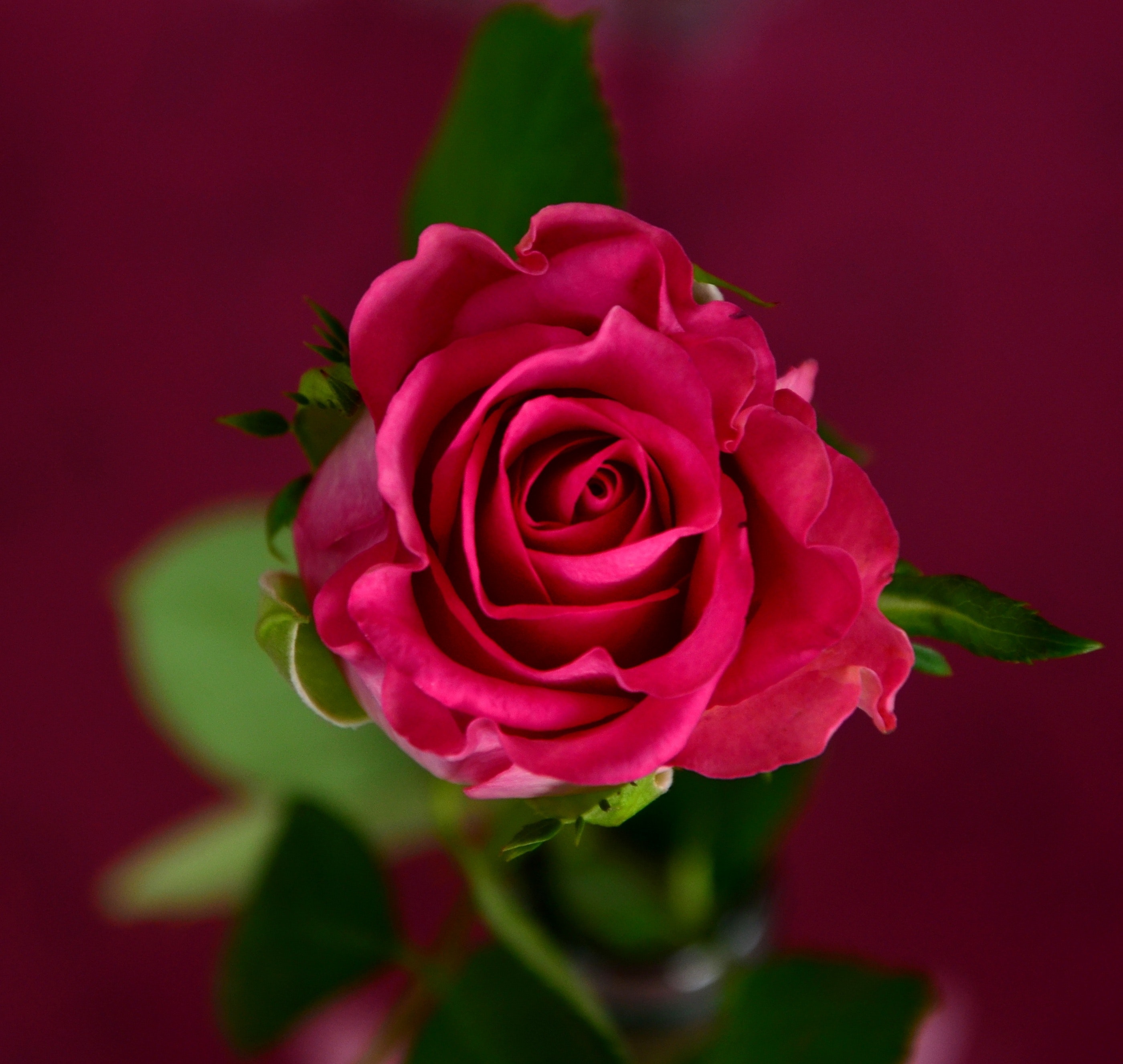 Detail Rose Images Download Nomer 49