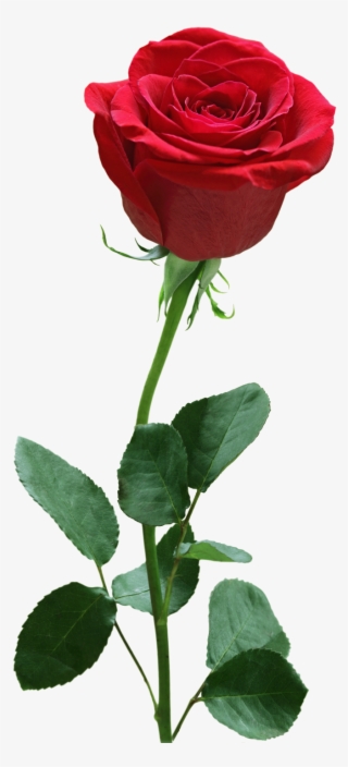 Detail Rose Images Downloads Nomer 10